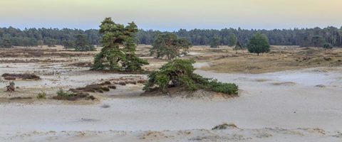 Veluwe Omgeving