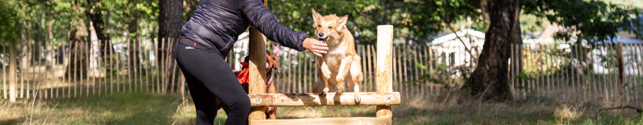 3 topbestemmingen in Nederland voor een vakantie met uw hond